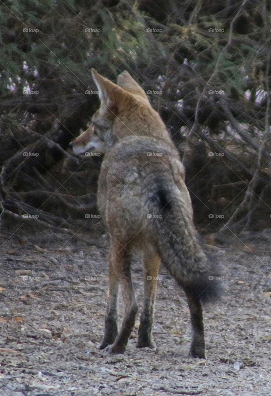 Coyote Deciding Which Direction to Go