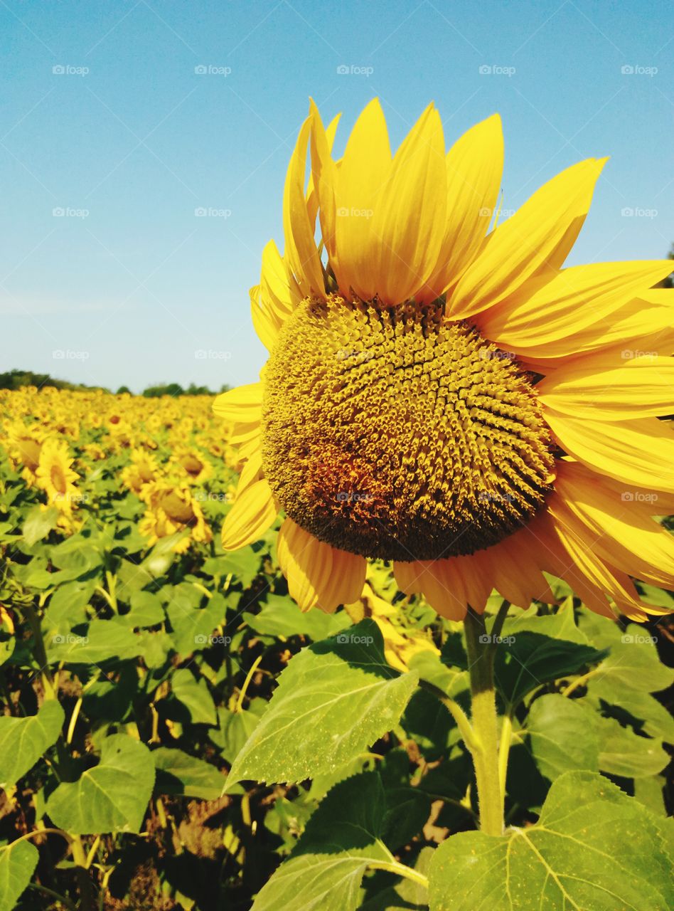 sunflower close up