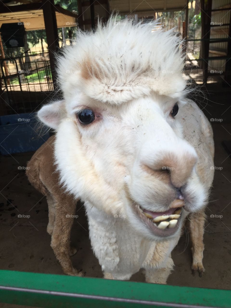 Alpaca Smile. We found this guy on an alpaca farm in Oregon while on vacation.   He just had the cutest smile!