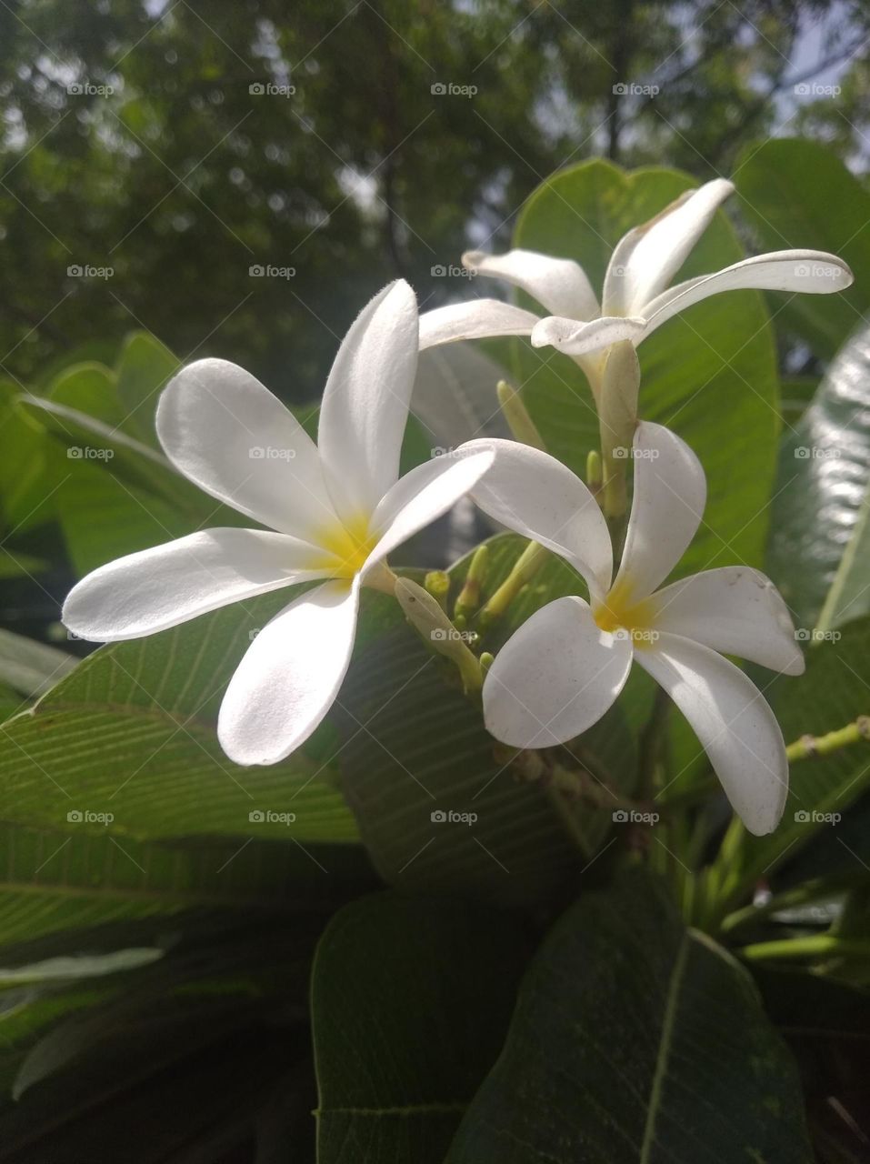 white flower seasonal fresh shurb small size looks very beautiful generally found everywhere