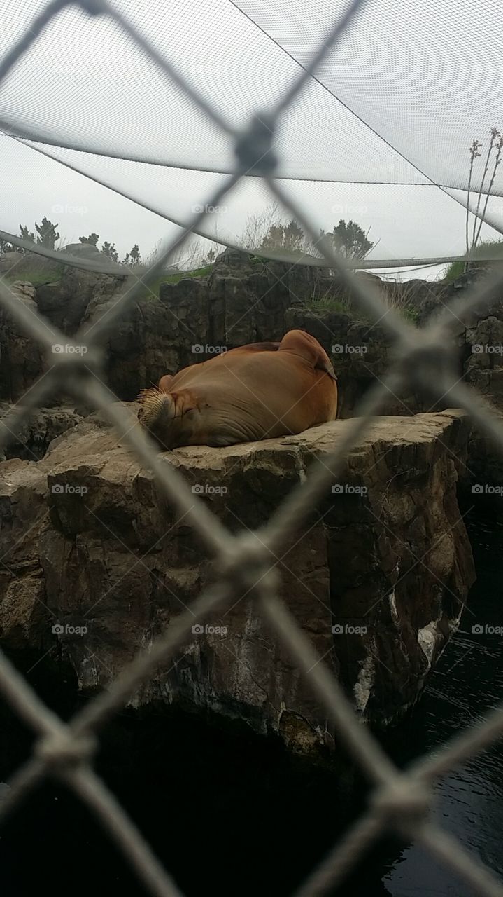 Lazy Walrus