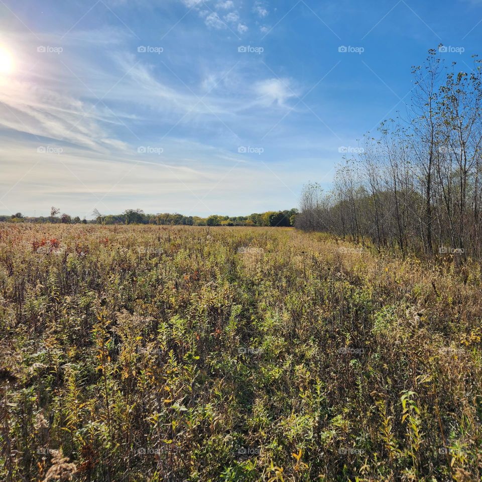 Afternoon in the field