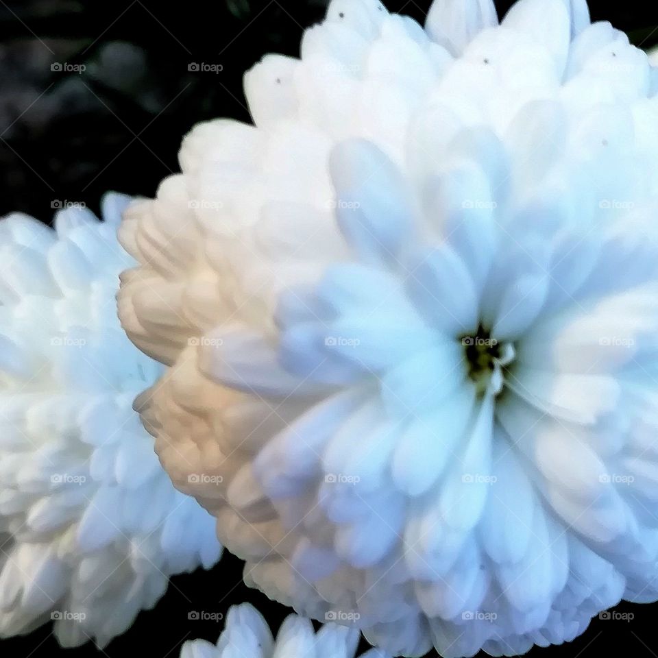 White flower