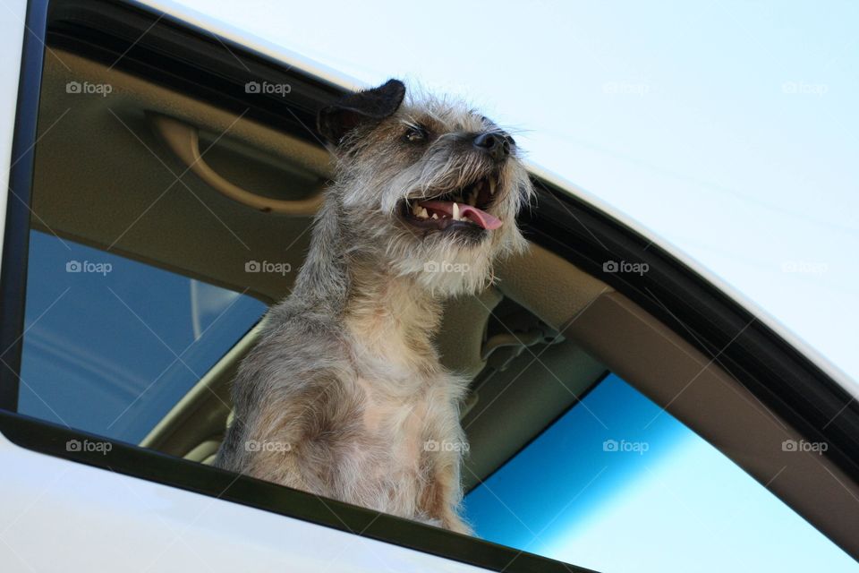 Terrier pup 