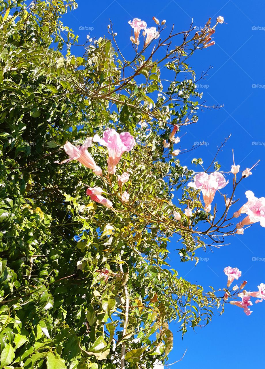 Passeando pela rua completamente descompromissada,  encontro beleza assim, flores contrastando com céu anil