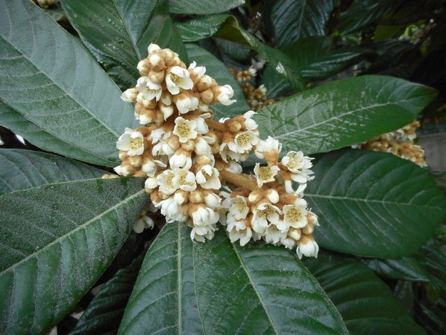 October medlar blossoms