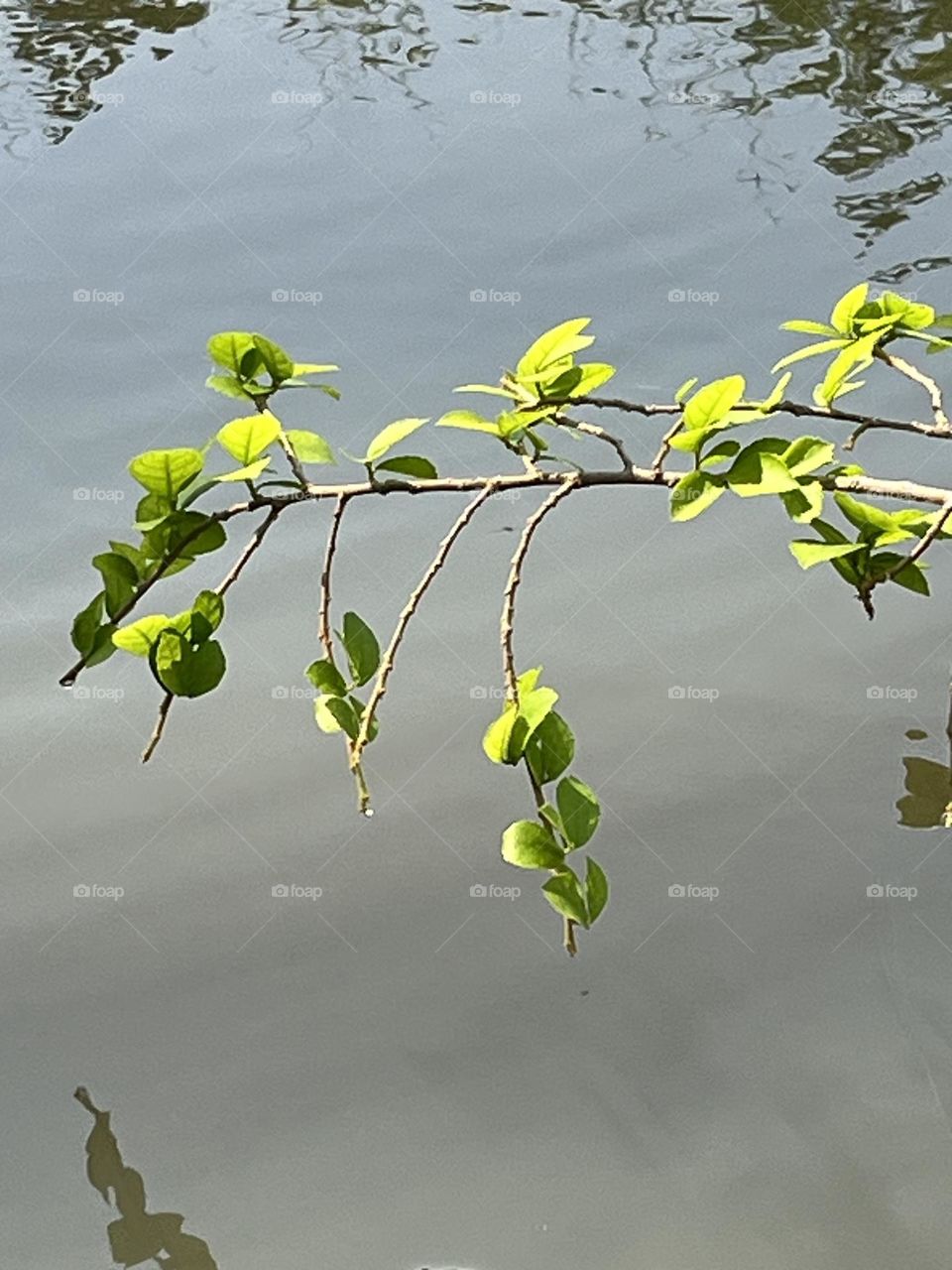 Plants around us, my hobby @ upcountry ( Thailand)