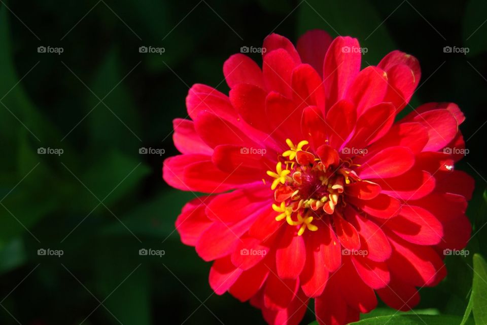 Red flower 