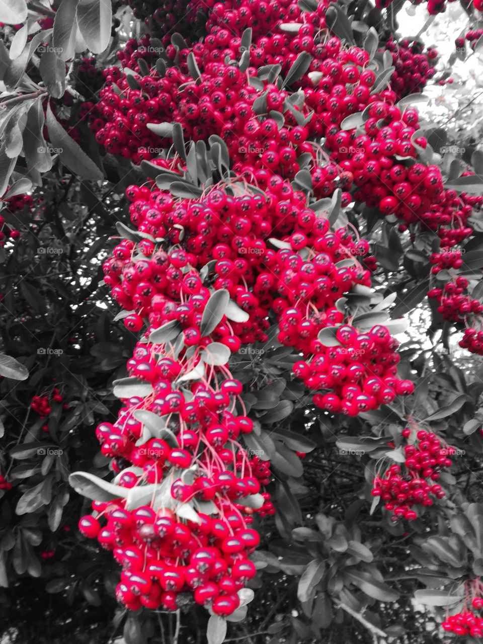 rouge, red, boules, plant