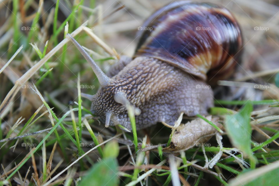 snail