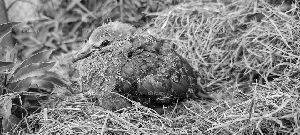 Young Dove