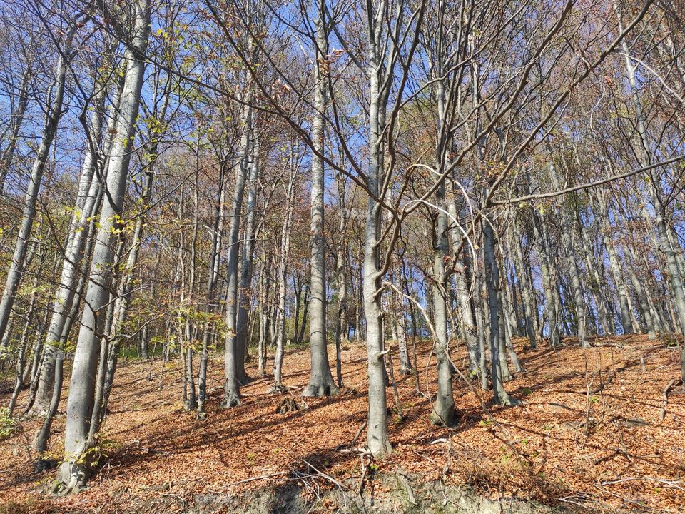 Mountain Rudnik Serbia forest in autumn