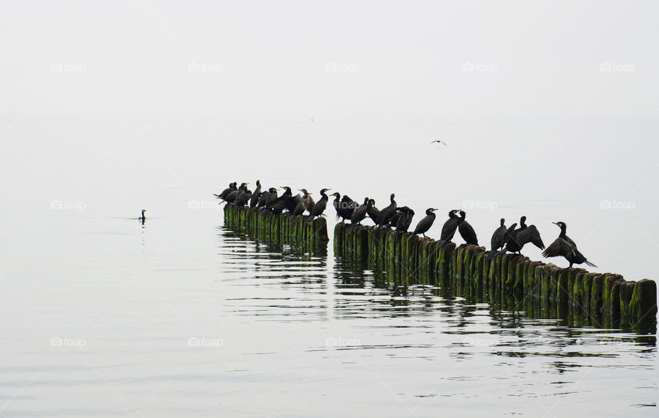 seabirds on grey day at the Baltic sea coast in Poland