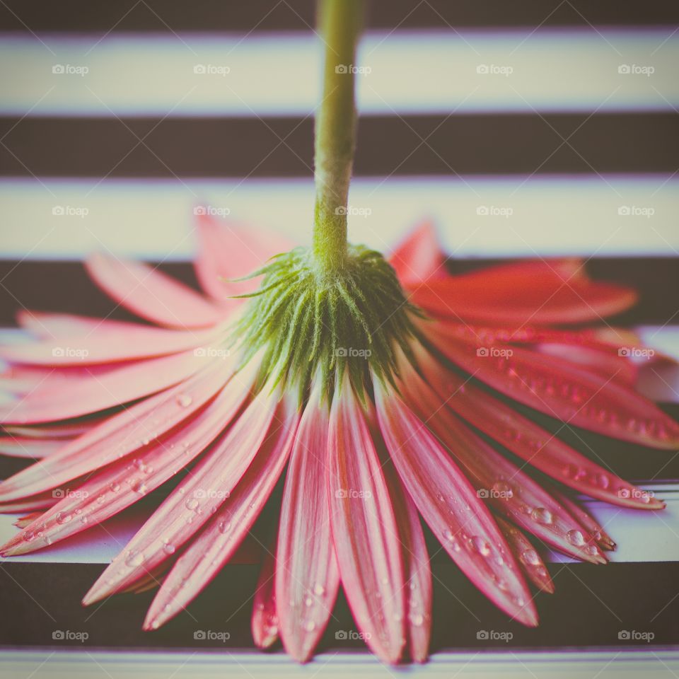 Gerbera