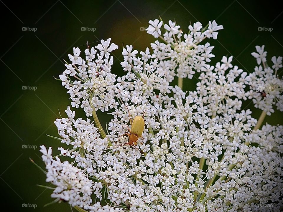 Wild carrot lace