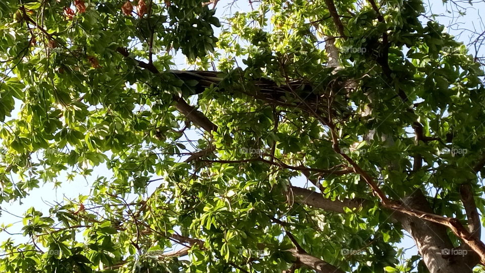 peacock on tree