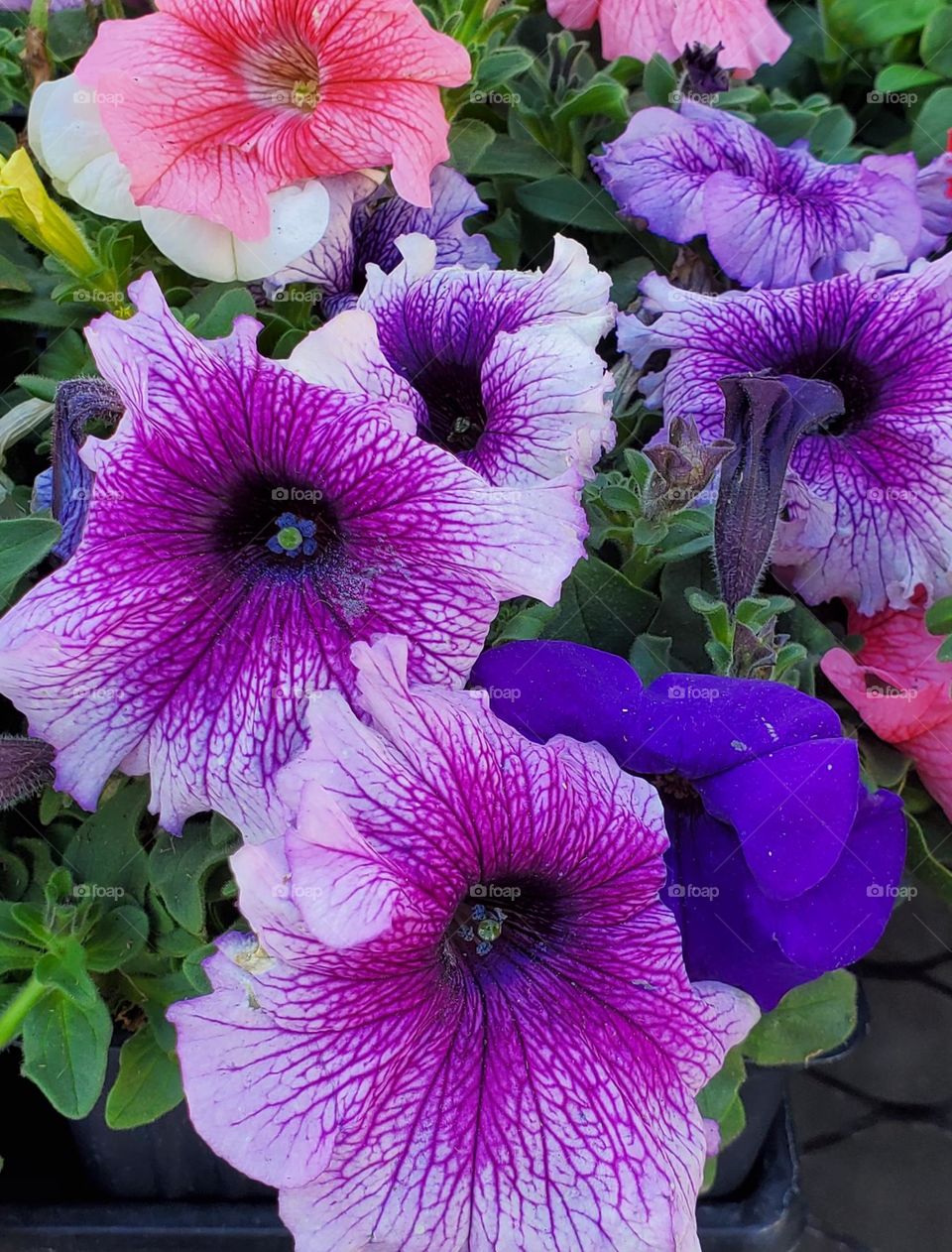 Petunias in the Garden
