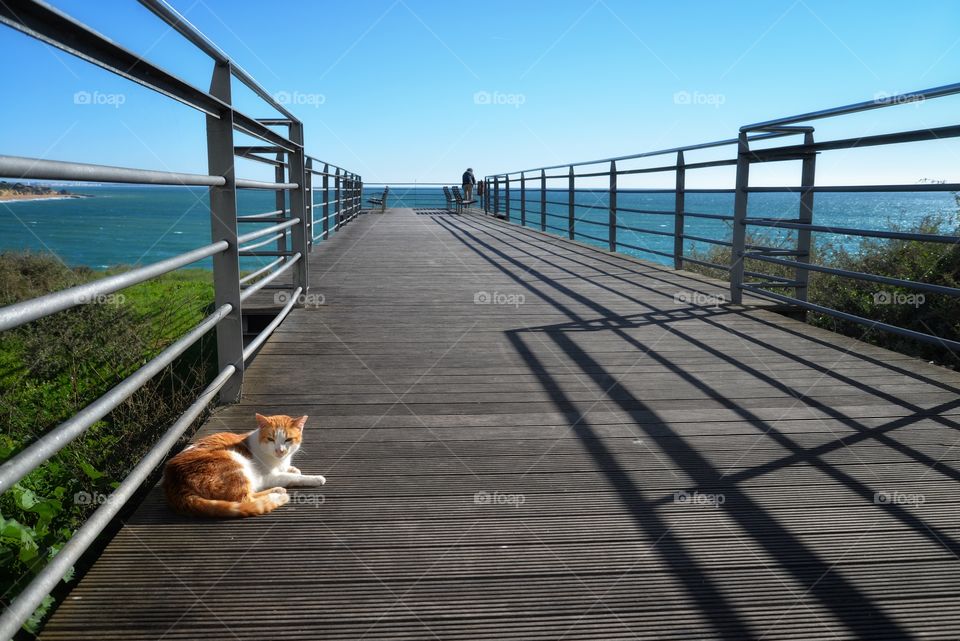 a cat at the wooden lookout on the cliff in the city of Albufeira, Portugal