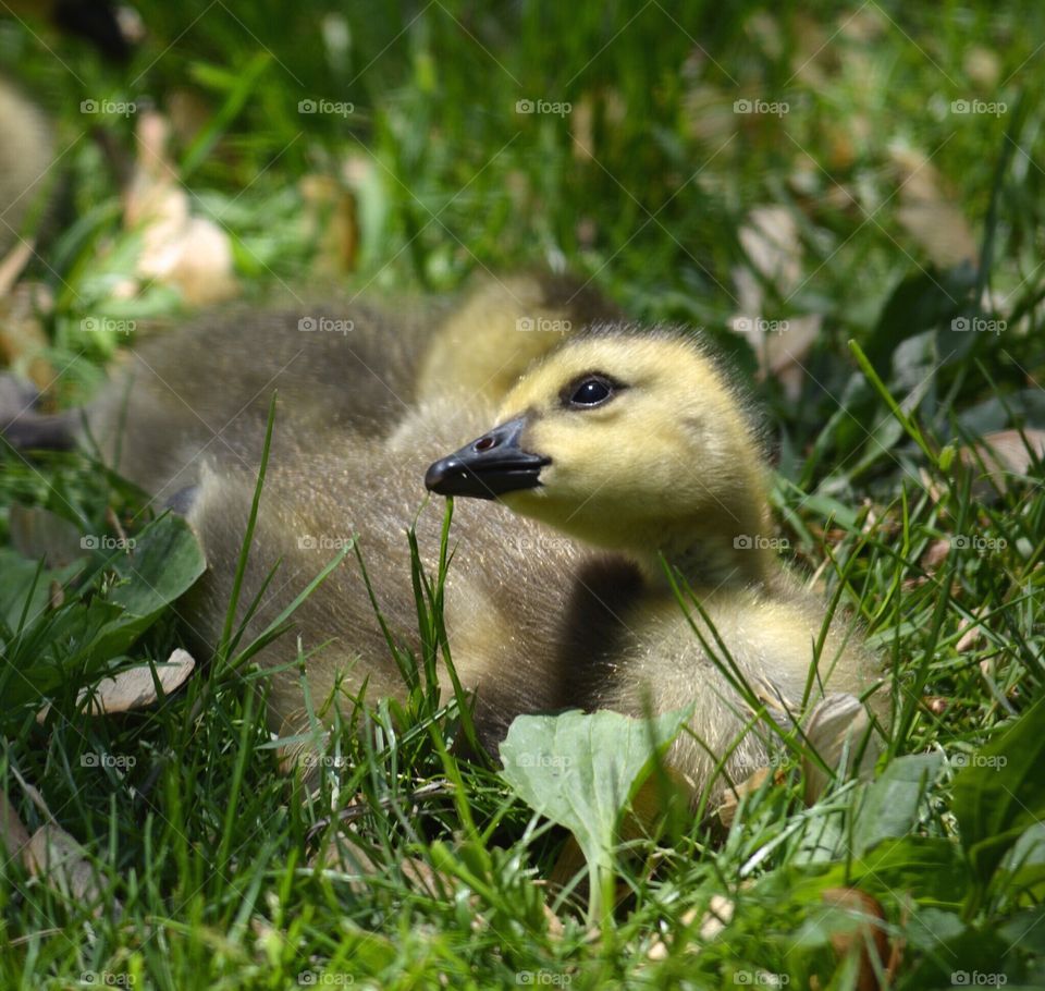 Gosling