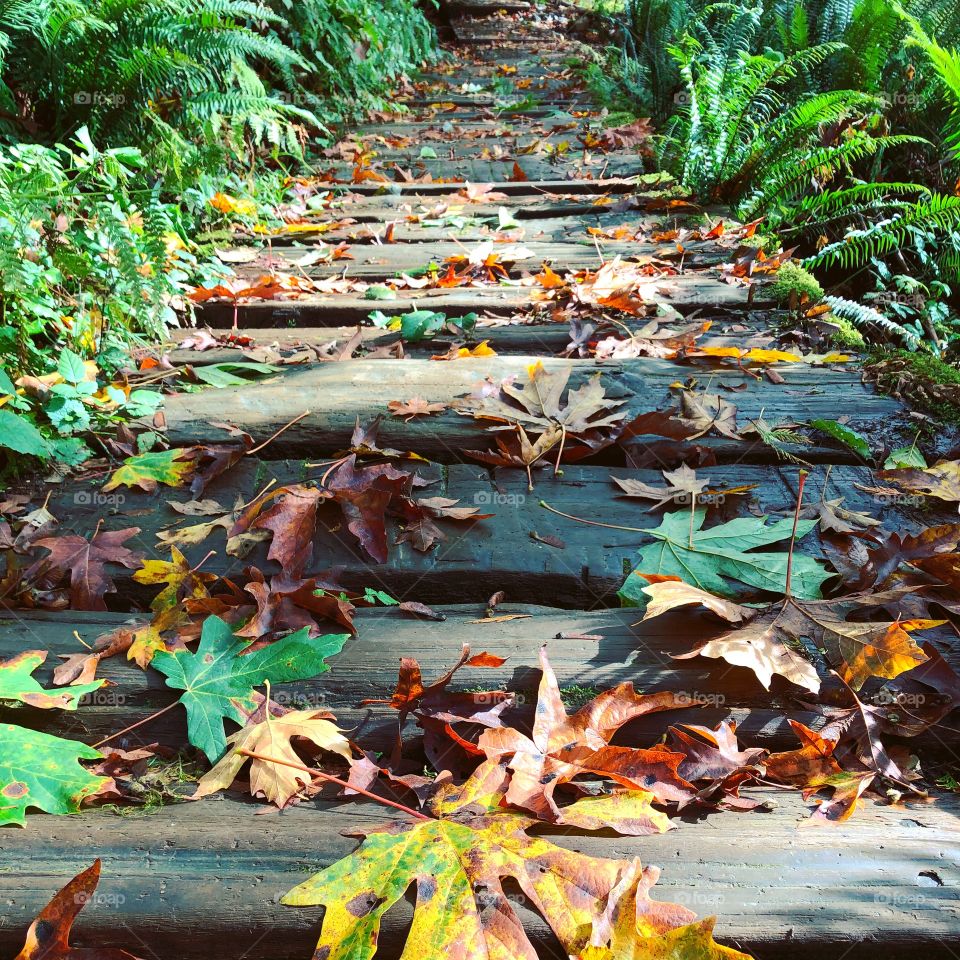 Fall colored leaves on a bridge