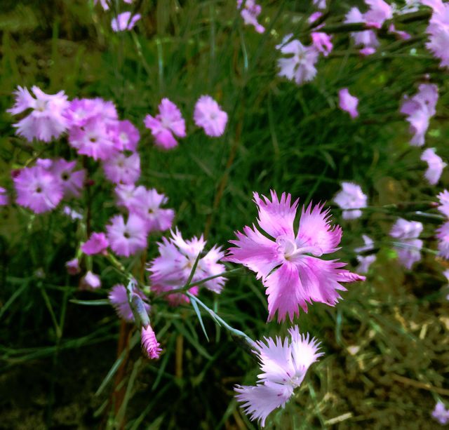 flowers