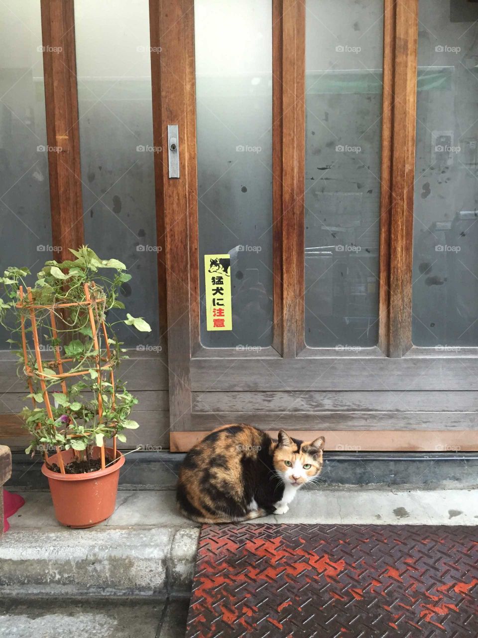 A cute cat in japan siting on a porch in front of a asian house