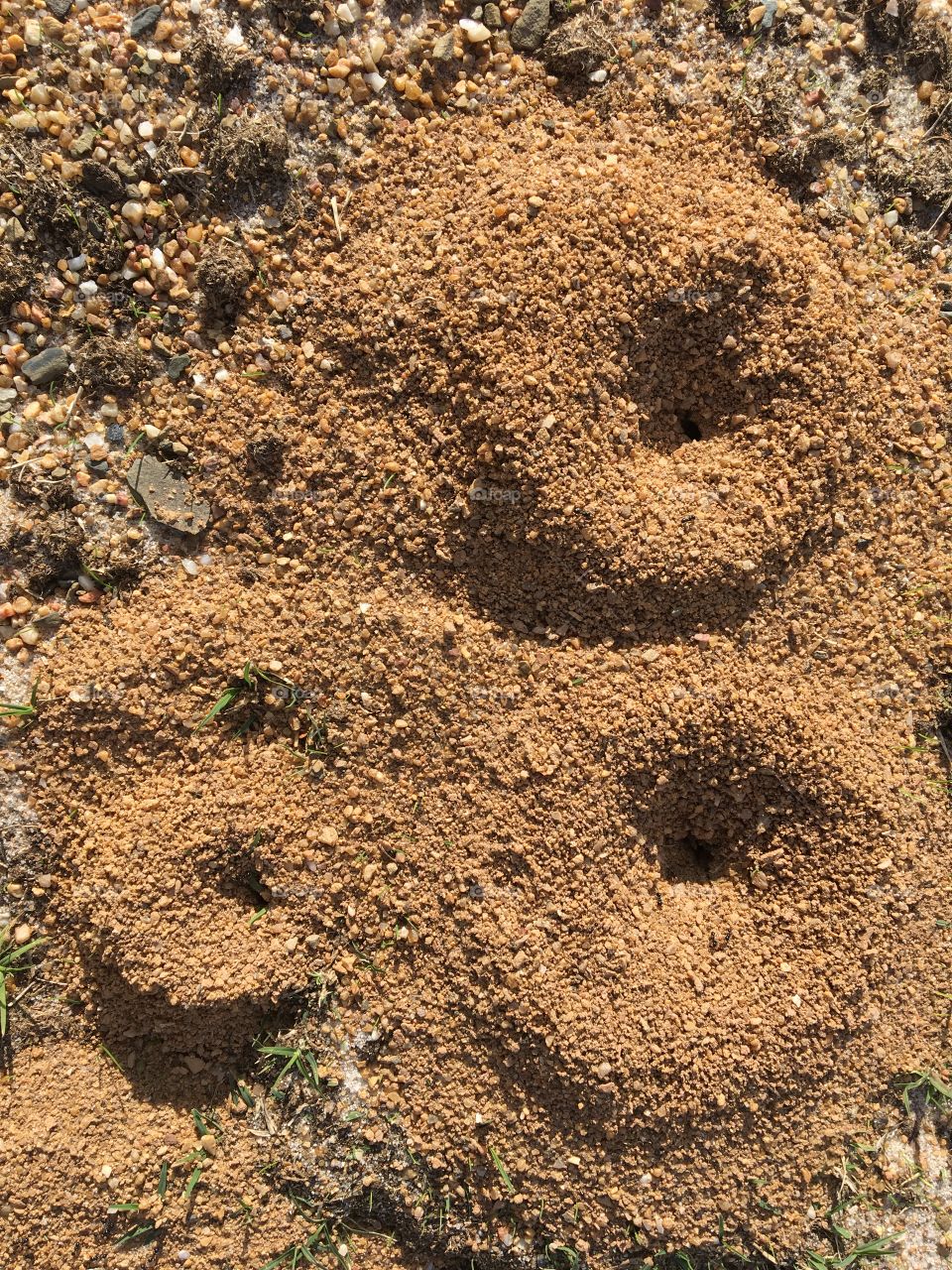 Natural shapes made by ants