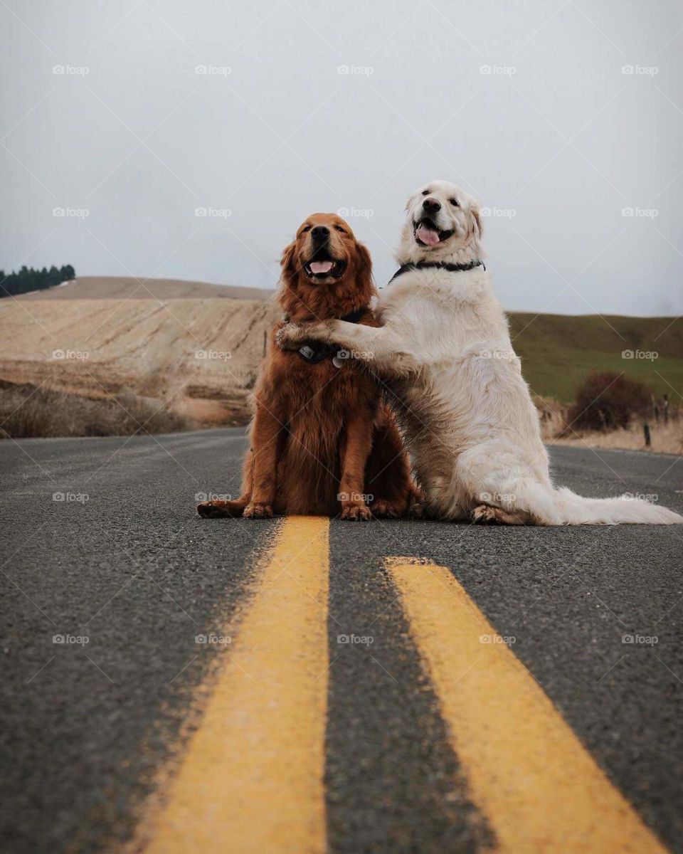 Happy Dogs 🐩 🐕