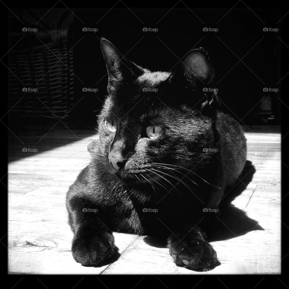 Black Cat in Sun