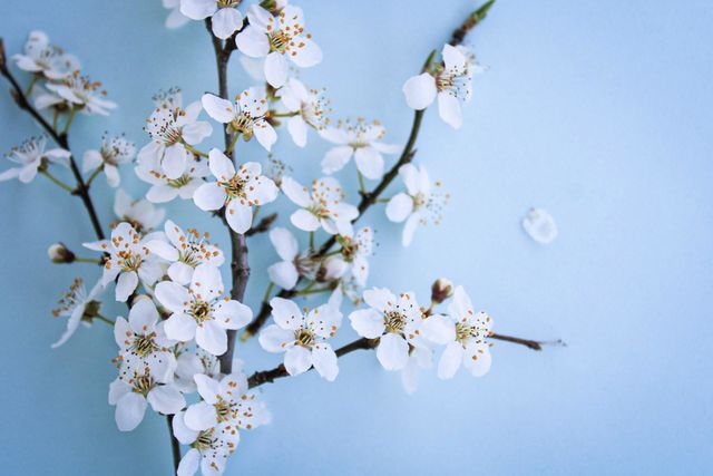 spring
