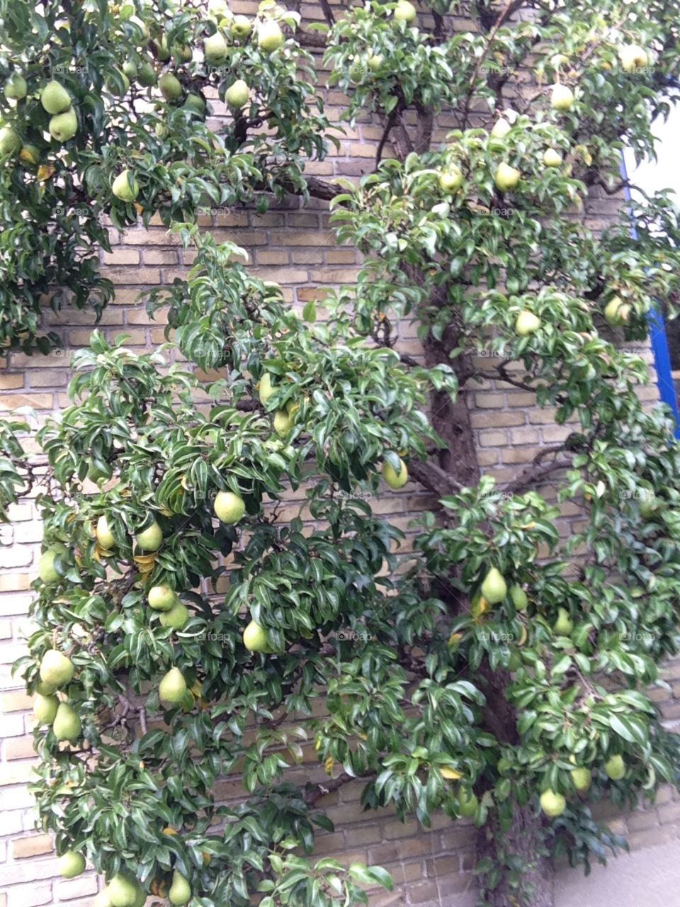 My lucky friend having these pears beside her house no need to spend money buying fruits. 