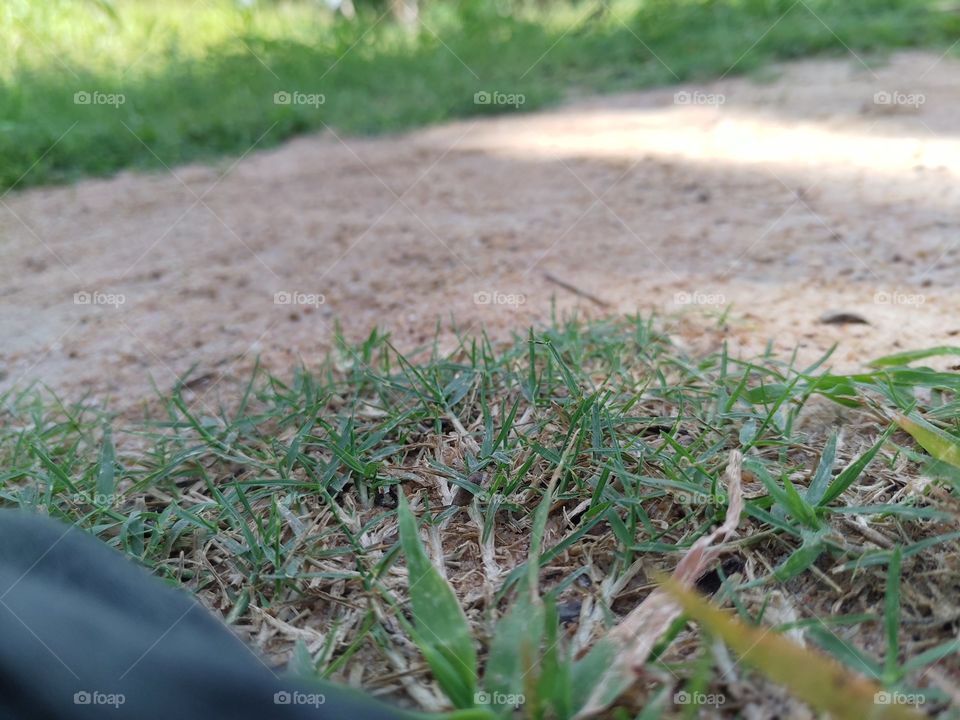 Grass ground