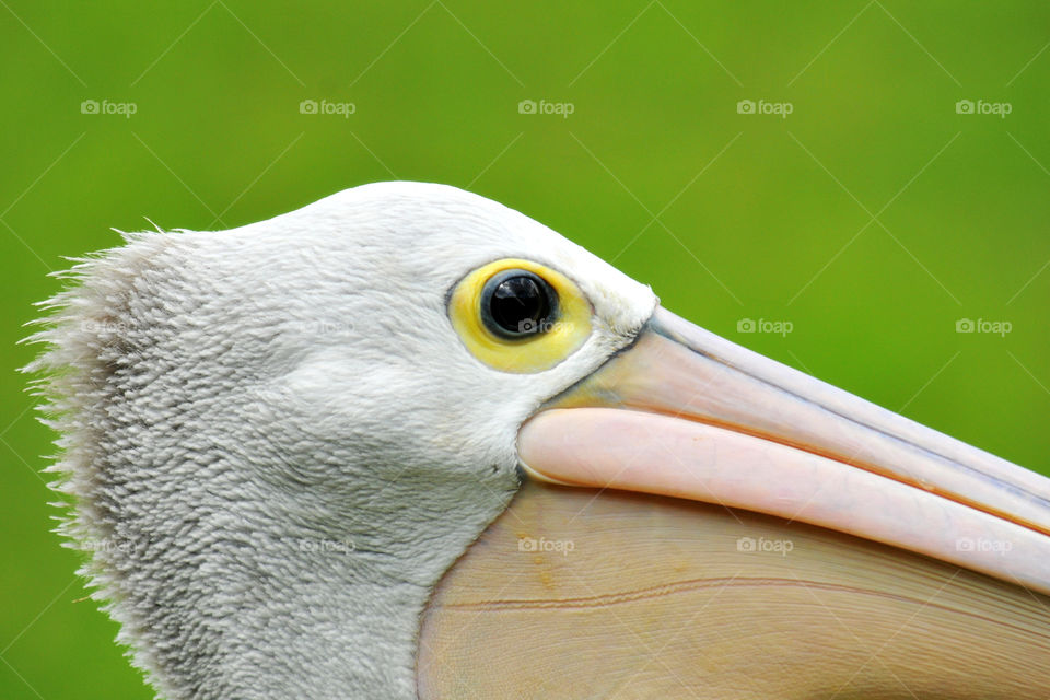 duck eye
