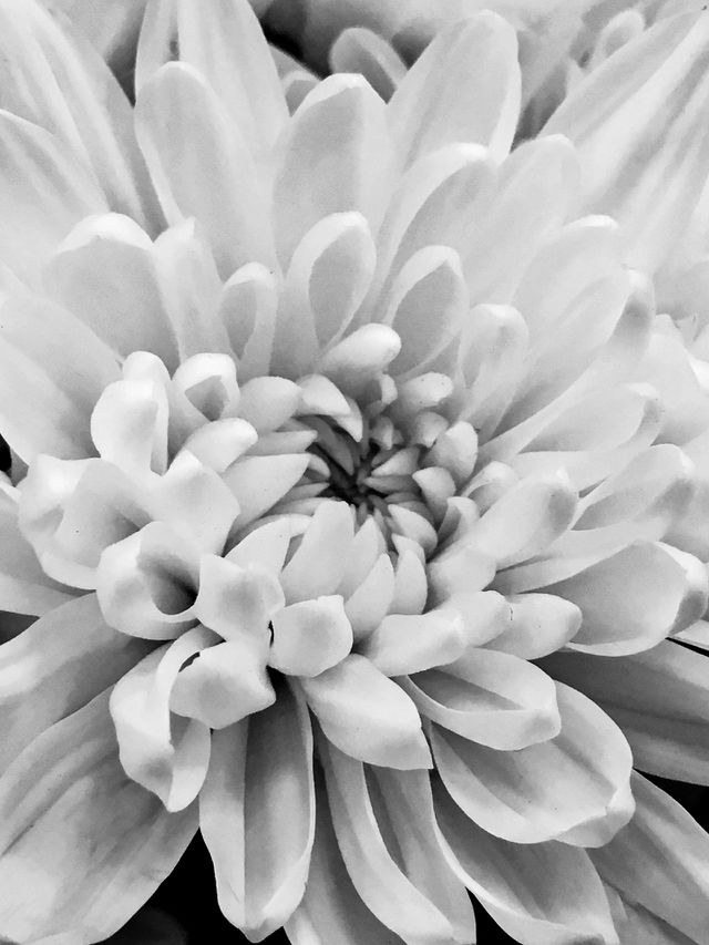 Purity of Flower