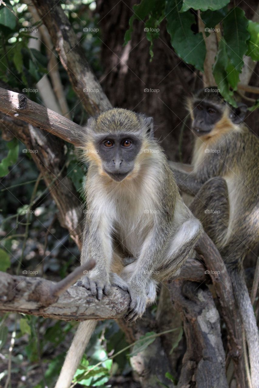 Cute young green vervet monkey