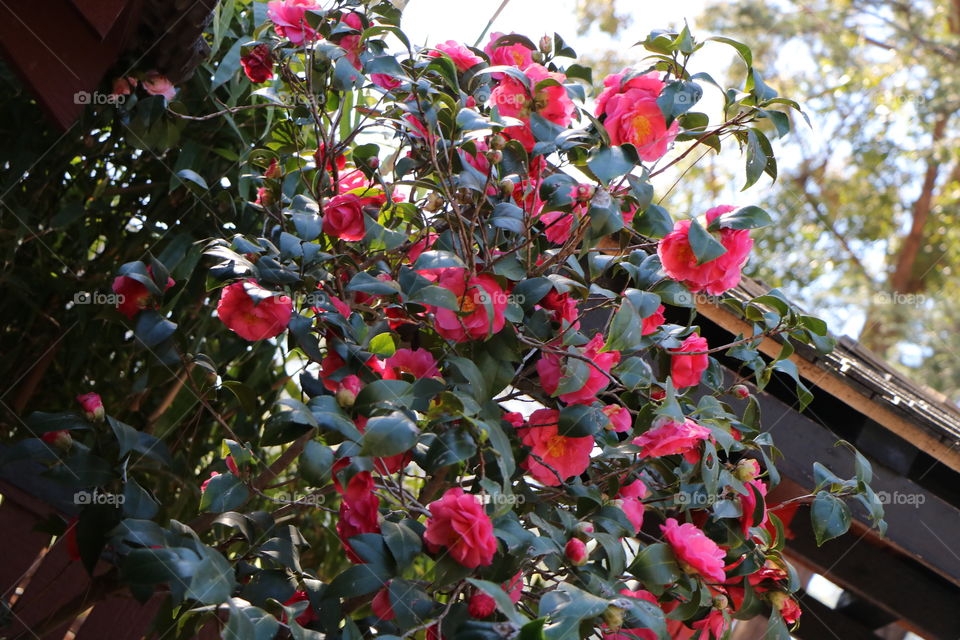 Fresh flowers at botanical garden 