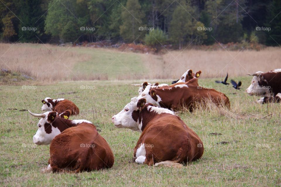 cows with calf