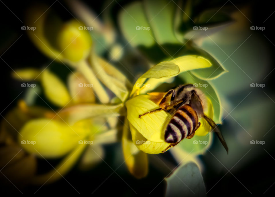 Honey bee trying to collect it