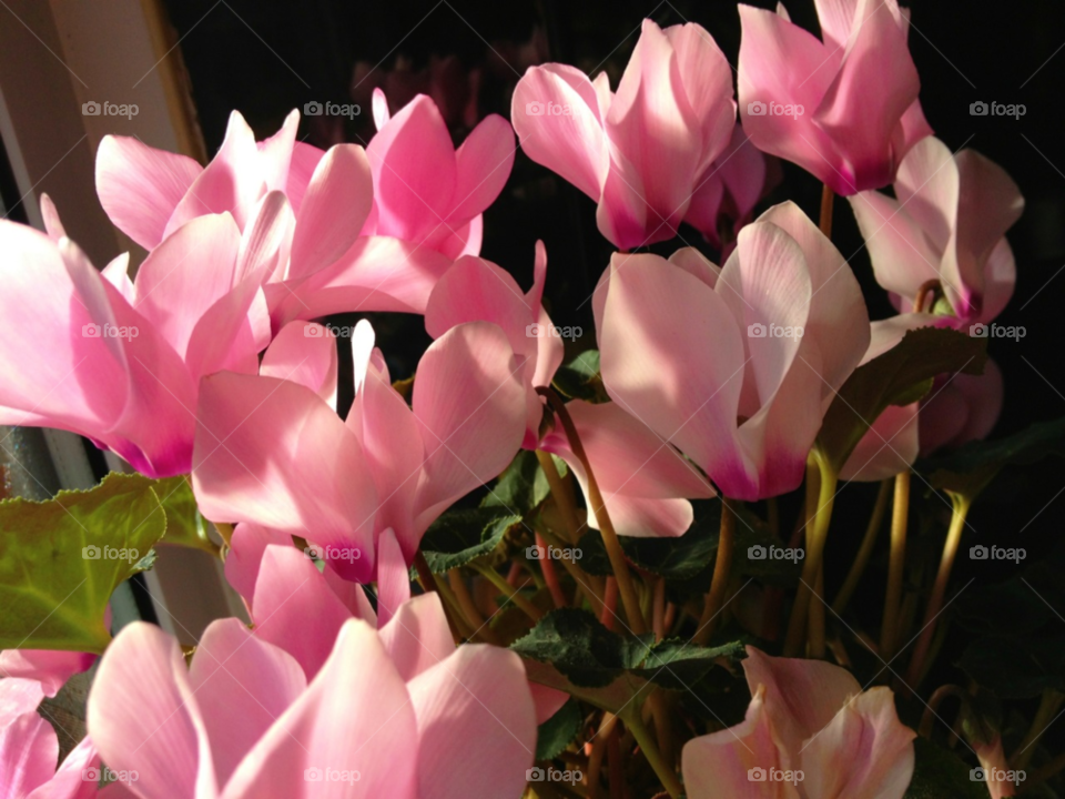 staffordshire. uk flowers pink flower by all_things_art