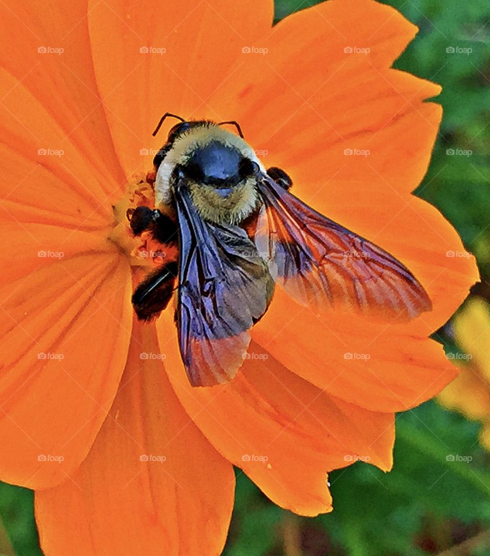 Birds & Bees - Nature in Motion - Bees are crucial pollinators that work diligently by collecting nectar and pollen from flowers, unknowingly transferring pollen from one flower to another