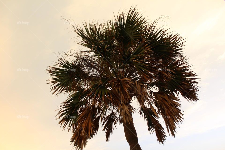 Palm trees in Florida