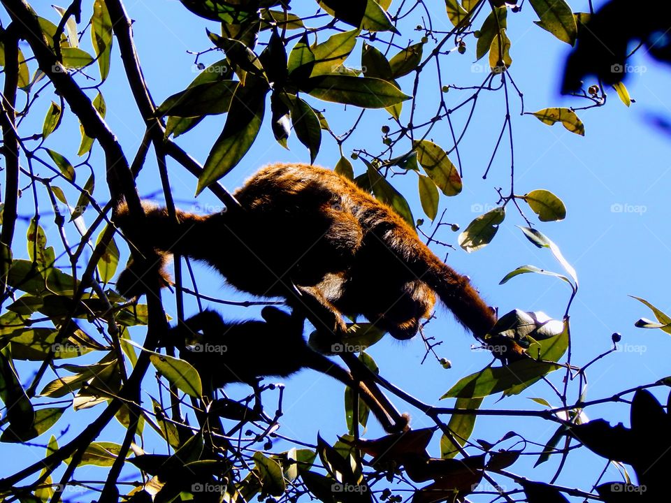 Surprise appearing in the nature