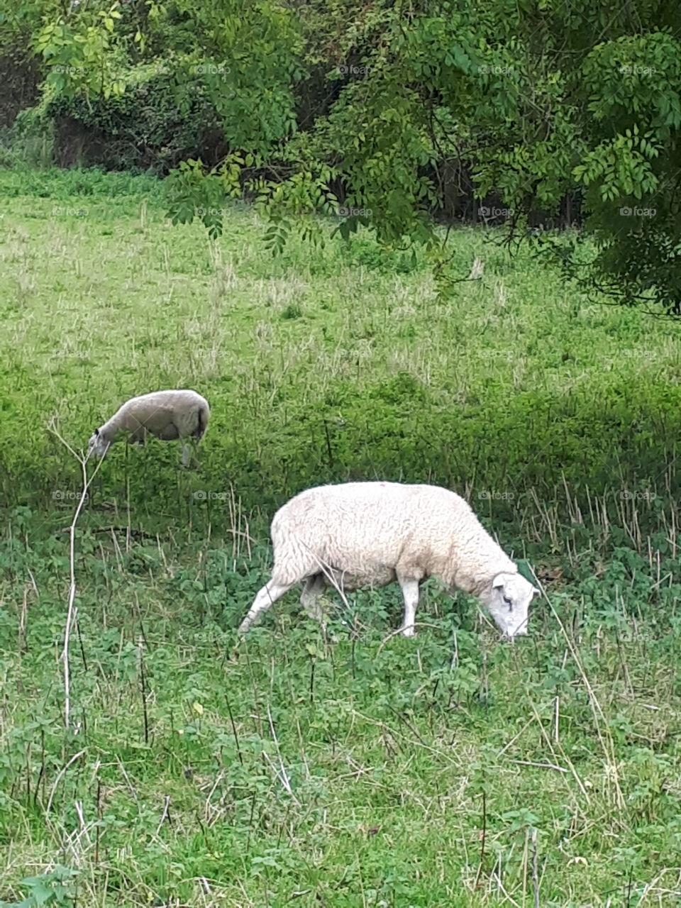 Grass, Nature, Sheep, Animal, Hayfield