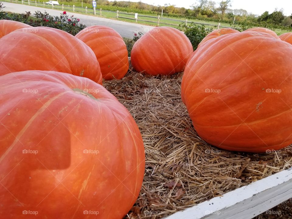 Pumpkin, Halloween, Fall, No Person, Pasture