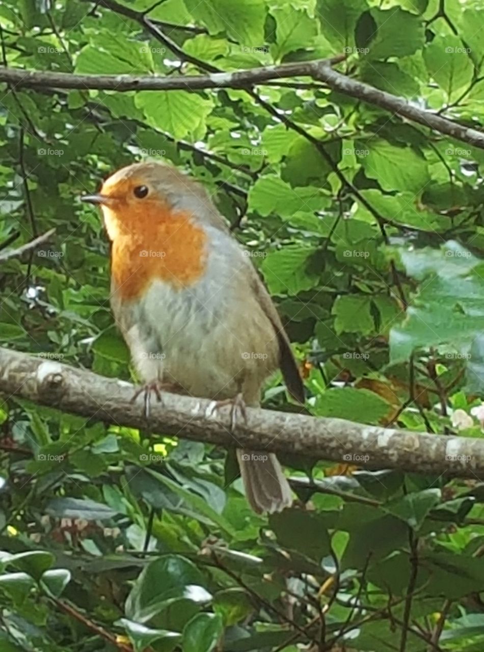 Robin