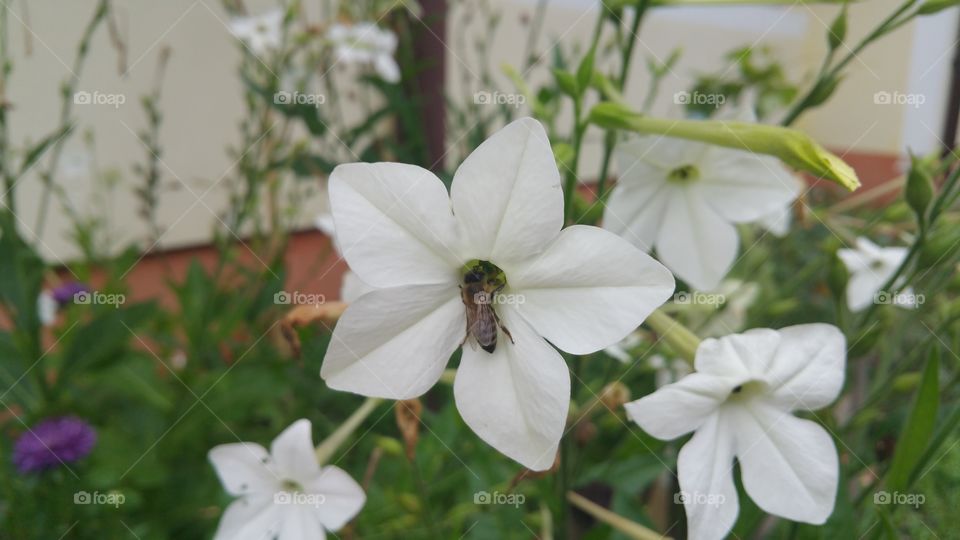 Flower, Nature, No Person, Garden, Flora