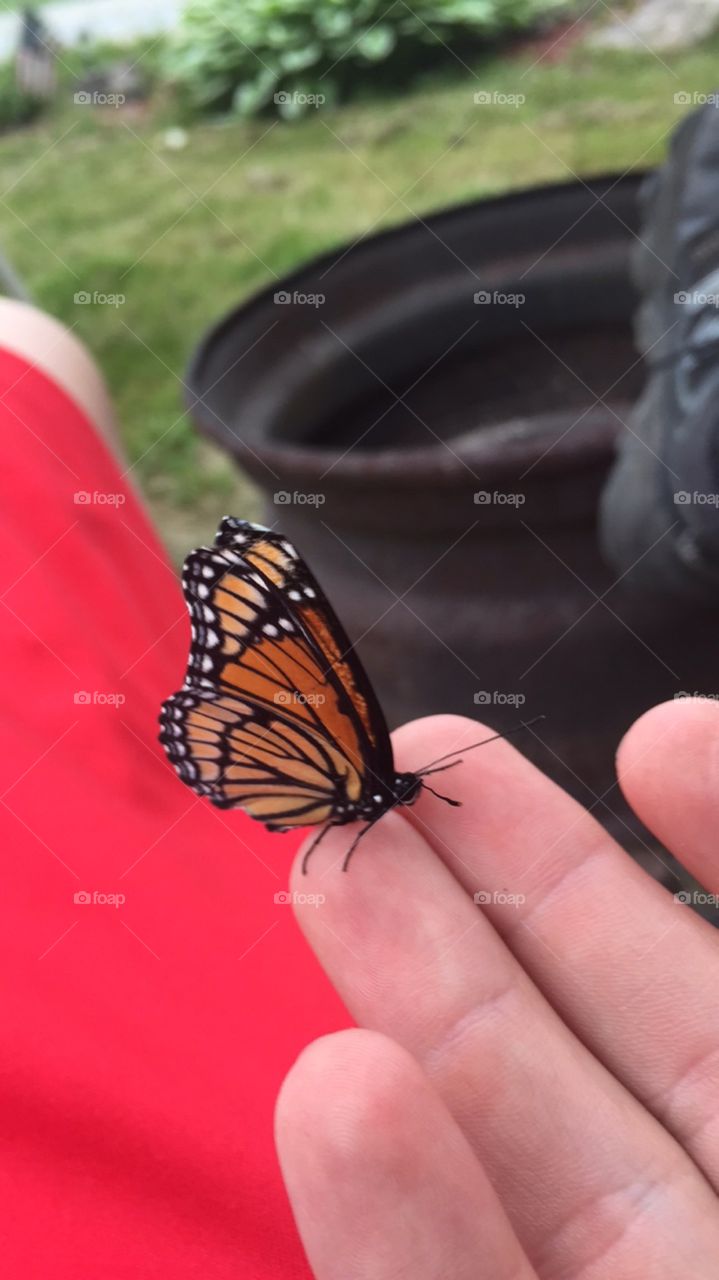 A friendly butterfly 