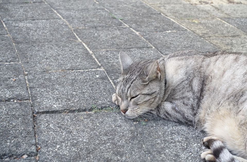 A sleepy tabby cat is staying on the road.