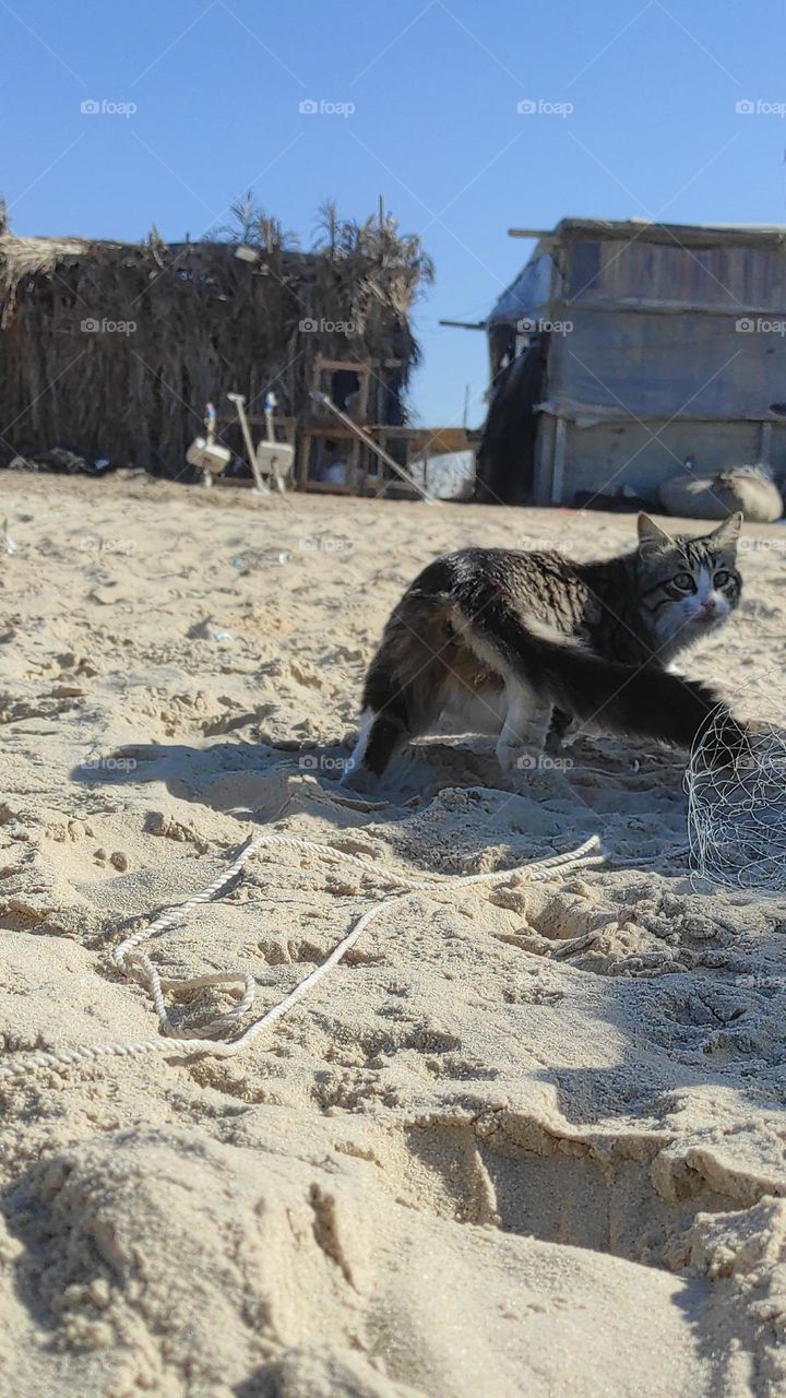 Cats are cute creatures