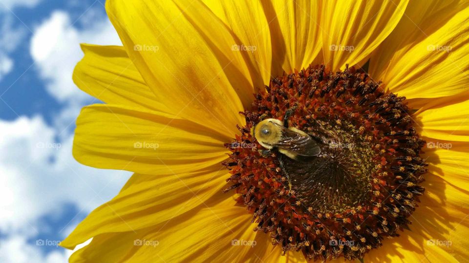 Huge bumblebee pollinating sunflower.